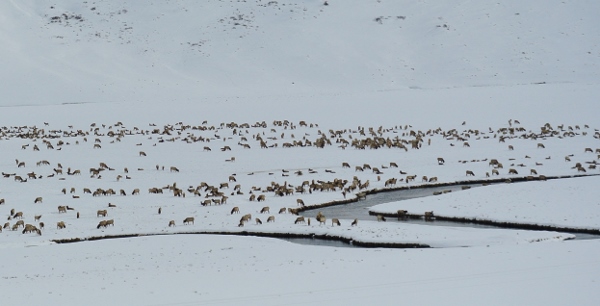 elk refuge winter jackson hole wy