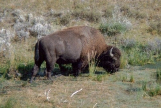 ynp bison yellowstone national park bison