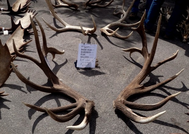 elk antler auction jackson hole wy