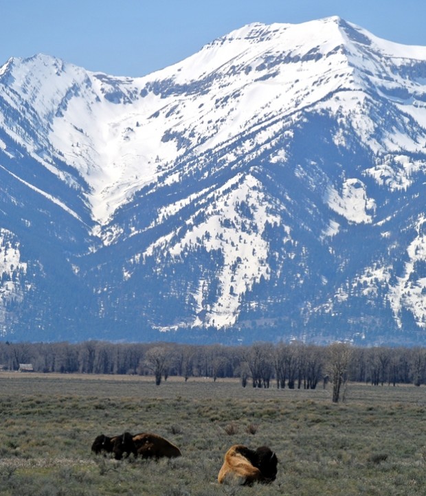 bison and mtns spring