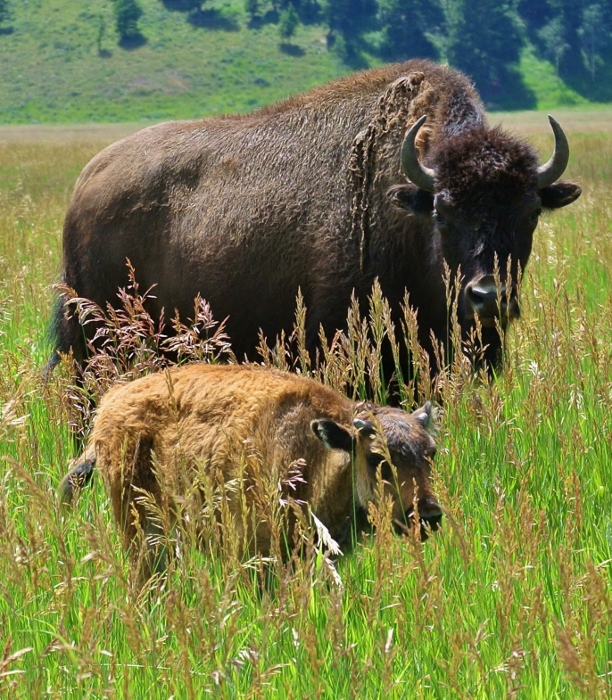 bison and calf grand teton national park