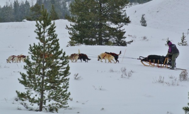 dog sled jackson hole iditarod