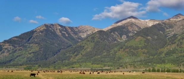 ranch cow picture jackson hole