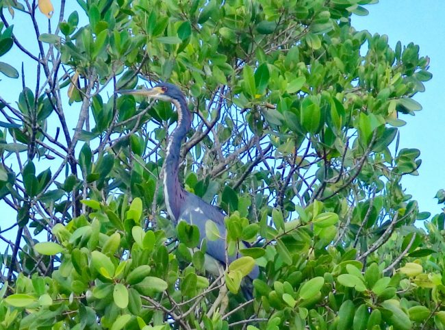 matlacha-birding