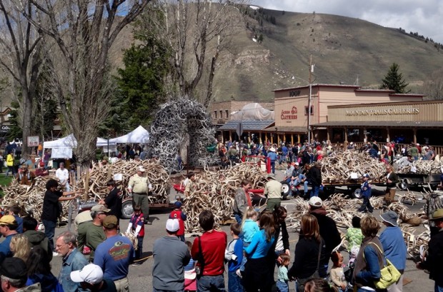 elk antler auction jacksonWY 1