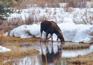 moose jackson hole wy