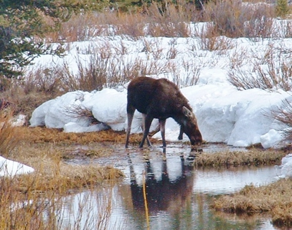 moose jackson hole wy