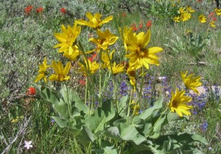 wildflowers jackson hole grand teton yellowstone