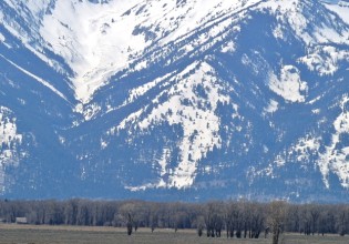 bison and mtns spring