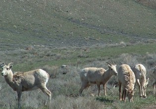 big horn sheep 8