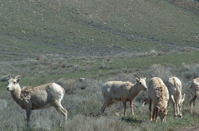 big horn sheep 8