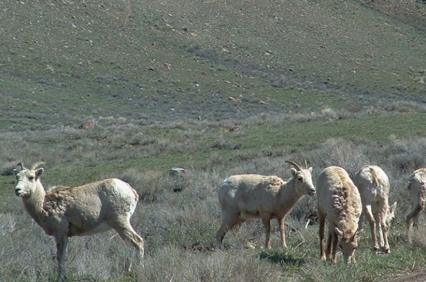 big horn sheep 8