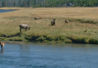 elk bugling jackson hole grand teton yellowstone