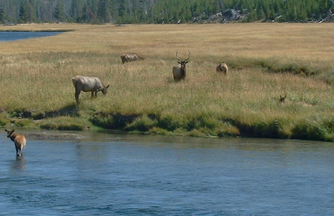 elk bugling jackson hole grand teton yellowstone