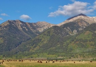 ranch cow picture jackson hole